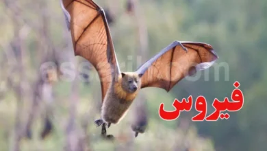 virus nipah