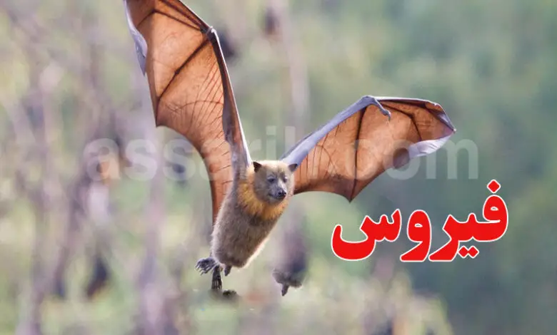 virus nipah