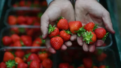 Fraise (1)