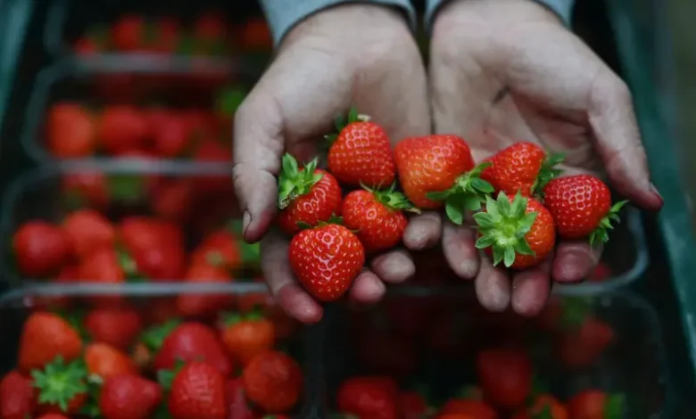 Fraise (1)
