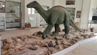 Le Musée de la Mémoire de la Terre attire des milliers de visiteurs