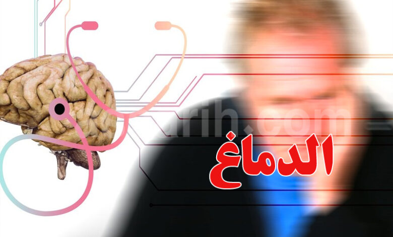 Le cerveau au stade du vieillissement