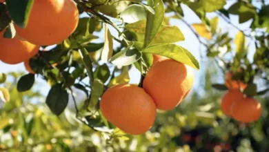 Orange-maltaise-780x470