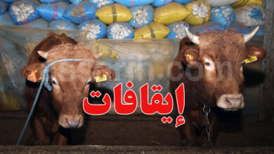 Vaches Bovin animaux