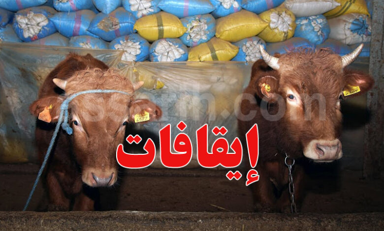 Vaches Bovin animaux