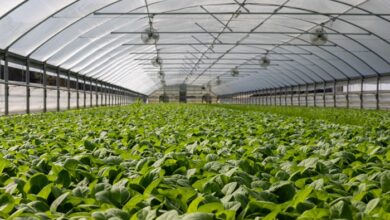 agriculture géothermique protégée