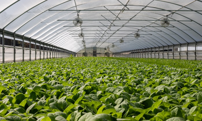 agriculture géothermique protégée