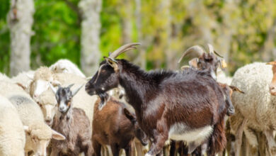 moutons et chèvres