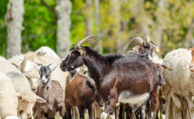 moutons et chèvres
