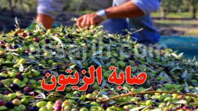 olive-2-780x470.jpg