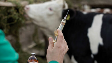 vaccination du bétail