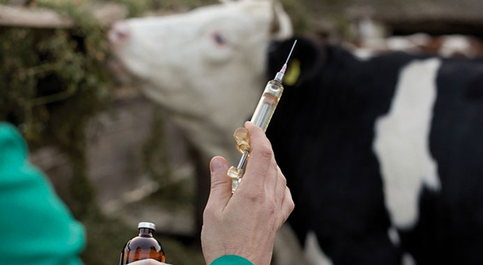 vaccination du bétail