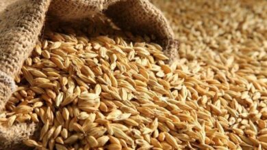 ble grains