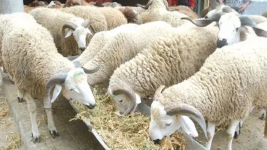 mouton (1)