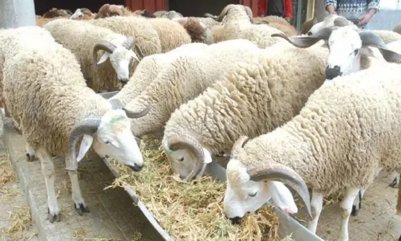 mouton (1)