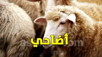 mouton-de-laid-2026