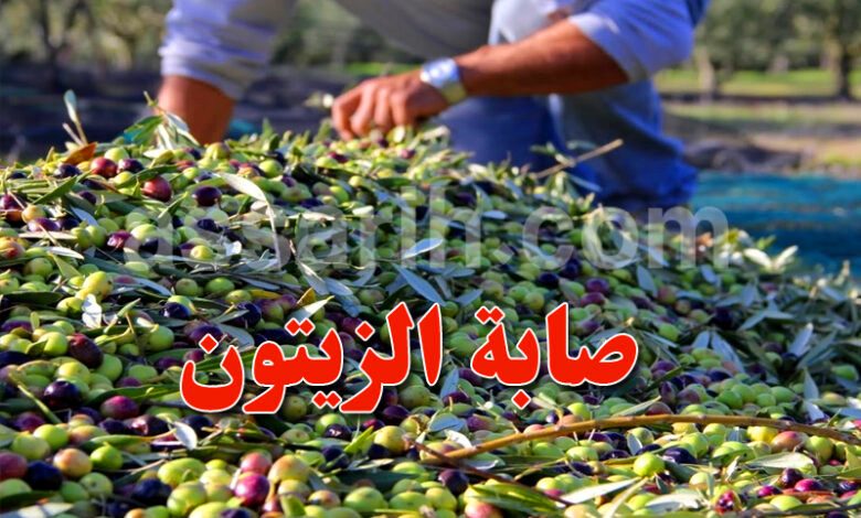 olive-2-780x470-1