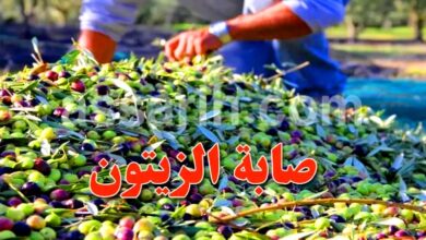 olives 02122025 (2)