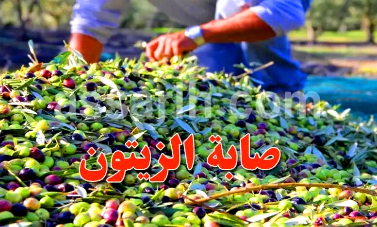 olives 02122025 (2)