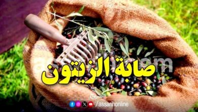 olives cueillette 780x470 (1)