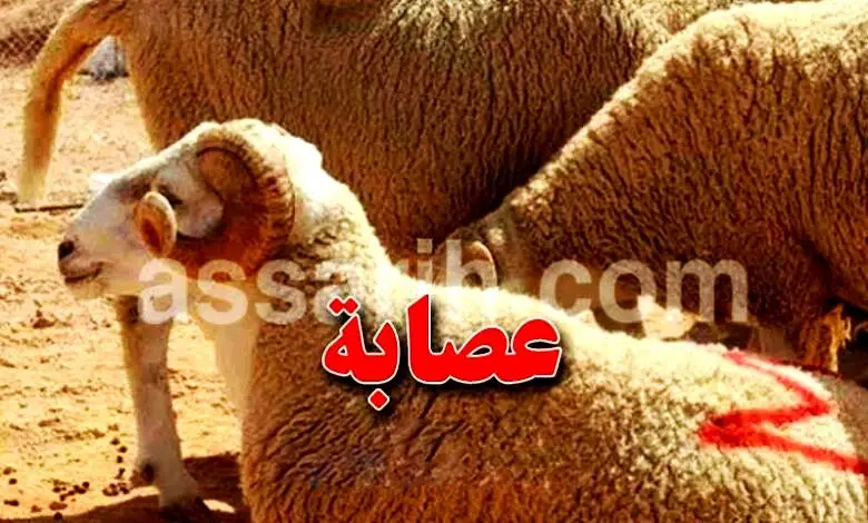 vol-moutons