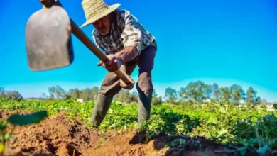Détails de l'augmentation du salaire minimum agricole garanti