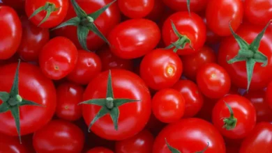 Tomates