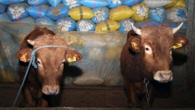 Vaches Bovin animaux