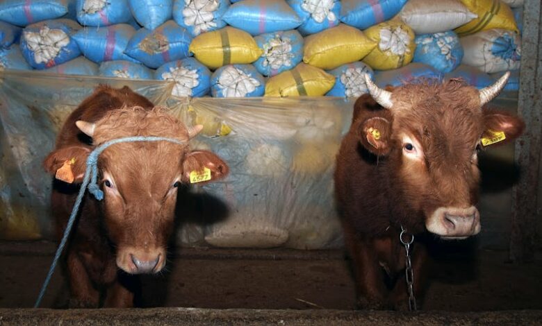 Vaches Bovin animaux