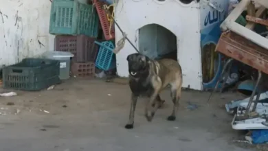 chien Parc Municipal Monastir (1)