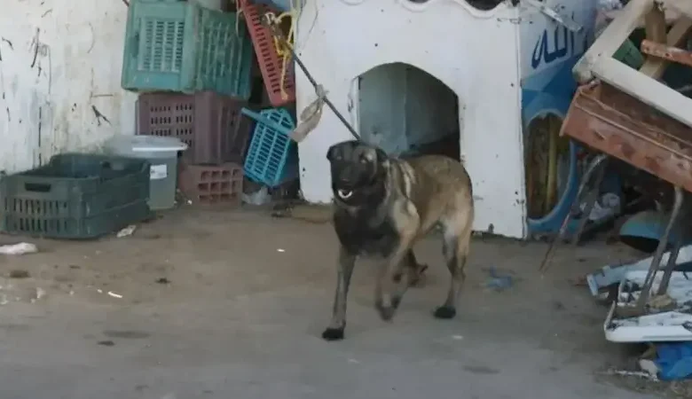 chien Parc Municipal Monastir (1)
