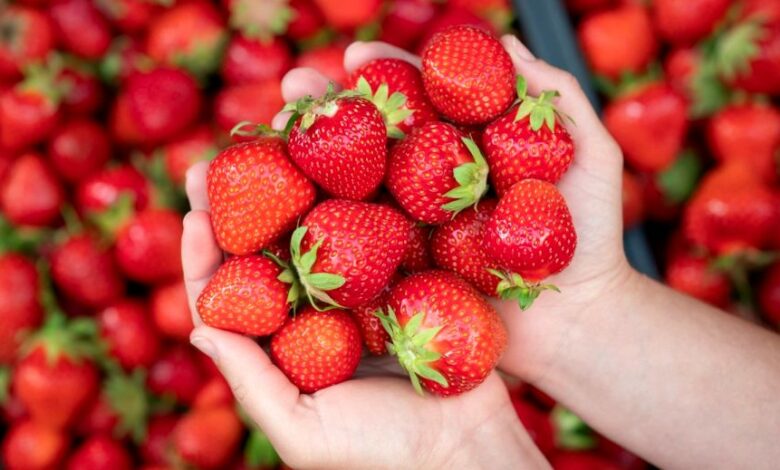 fraise 14042026 (1)