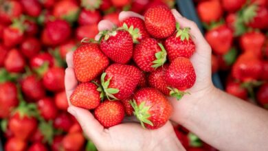 fraise 14042026