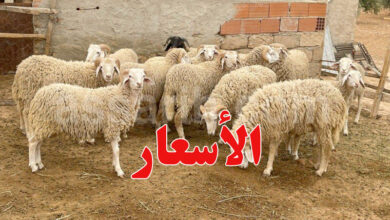 mouton