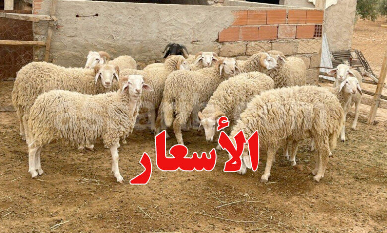 mouton
