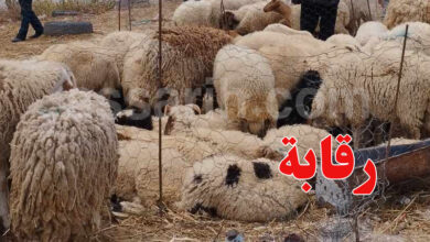 mouton