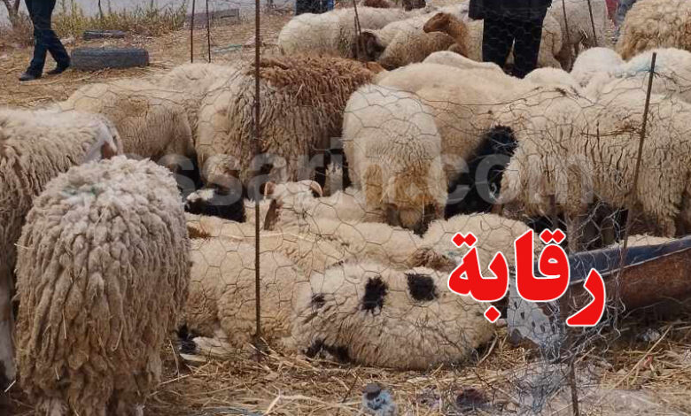 mouton