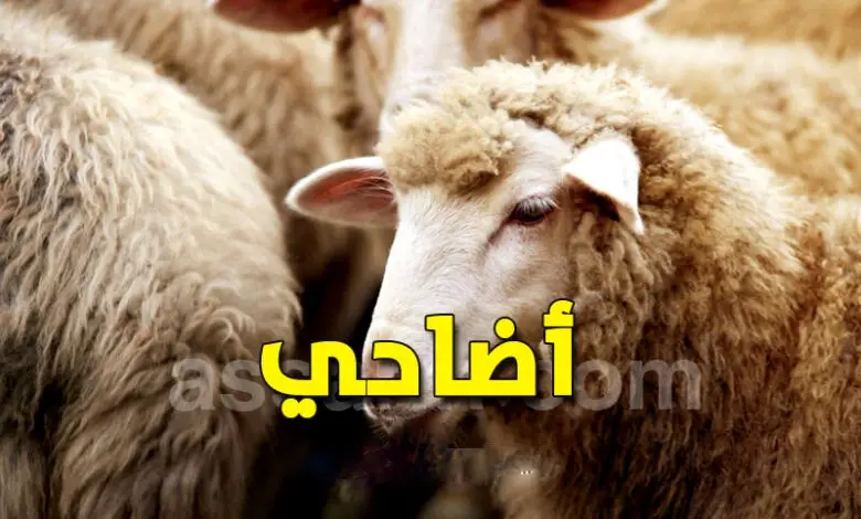 mouton-de-laid-2026 (1)