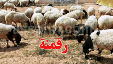 moutons