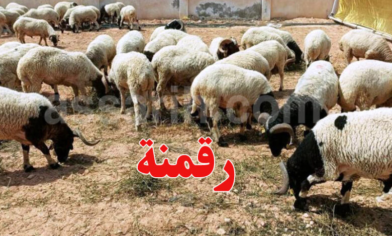 moutons