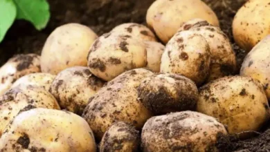 pommes de terre (1)