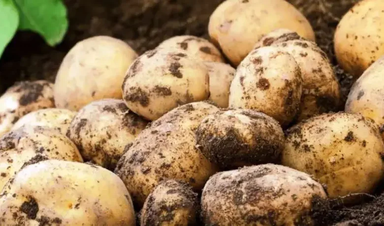 pommes de terre (1)