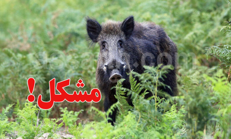 sanglier