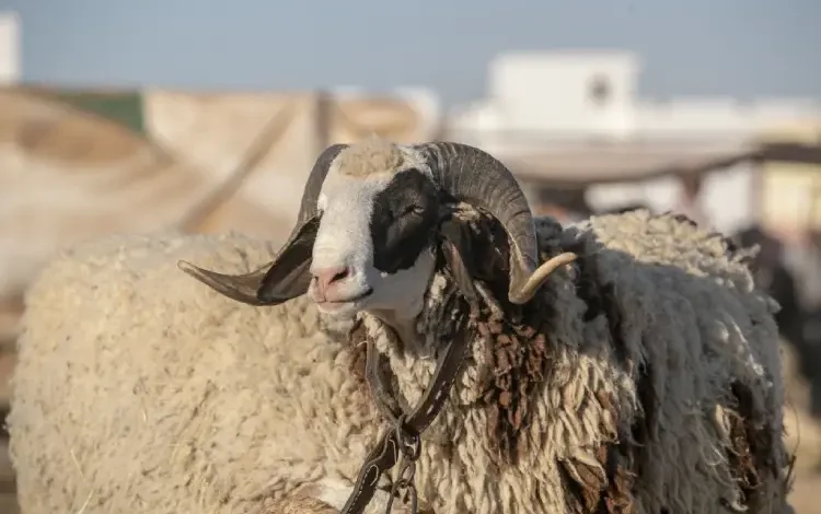 Aïd al-Adha