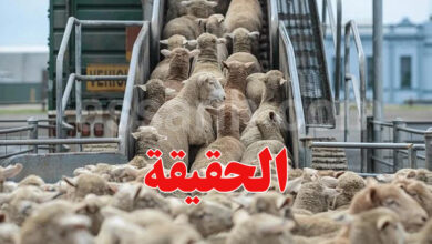 Aid idha moutons