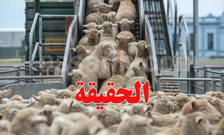 Aid idha moutons
