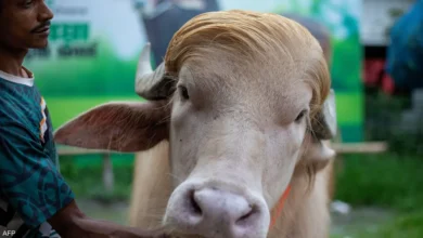 Donald Trump buffle