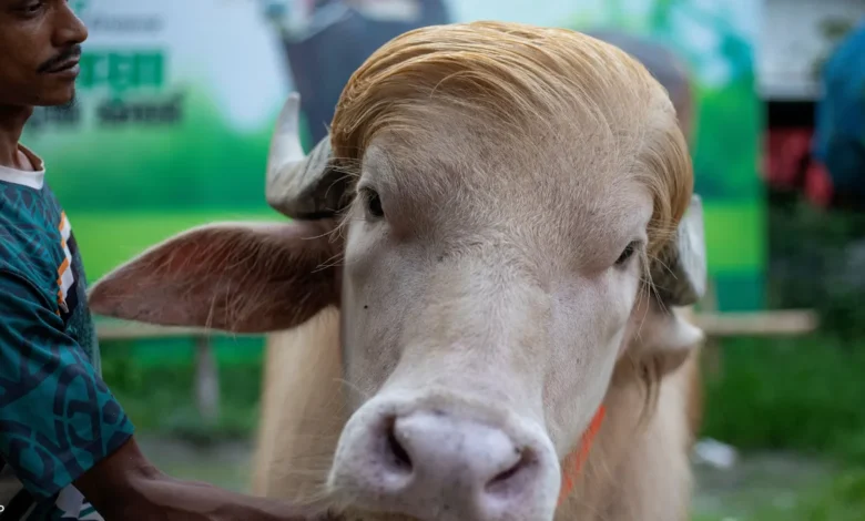 Donald Trump buffle