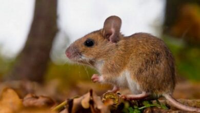 Hantavirus