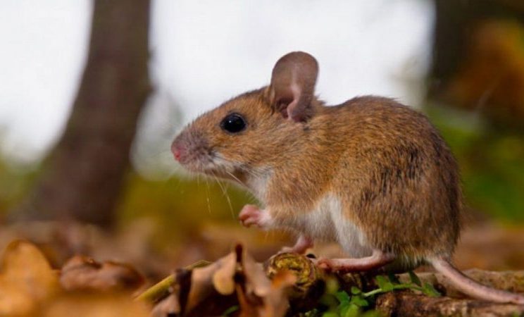 Hantavirus